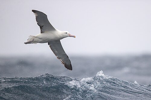 Hình minh họa từ albatross - chim hải âu lớn