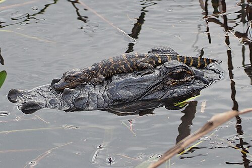 Imagen de Alligator - Caimán
