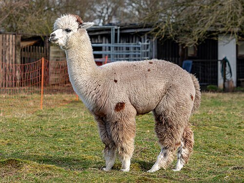 Hình minh họa từ alpaca - lạc đà không bướu alpaca