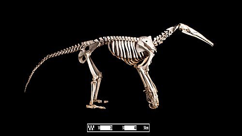 Hình minh họa từ anteater - thú ăn kiến