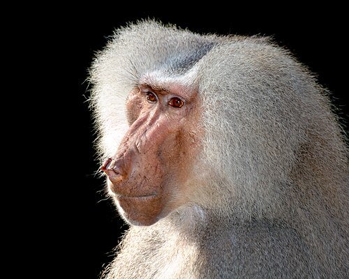 Hình minh họa từ baboon - khỉ đầu chó