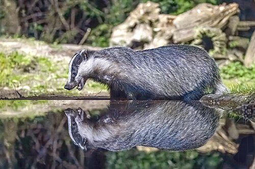 Hình minh họa từ Badger - Con lửng, lửng mật