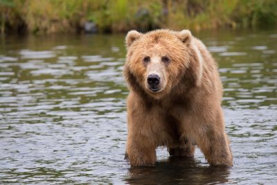 Hình minh họa từ Bear - Con gấu