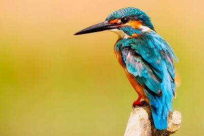 Hình minh họa từ Bird - Con chim