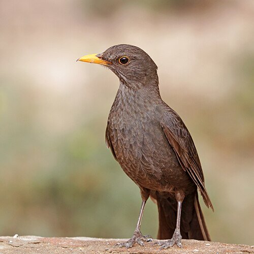 Hình minh họa từ blackbird - chim hoét đen
