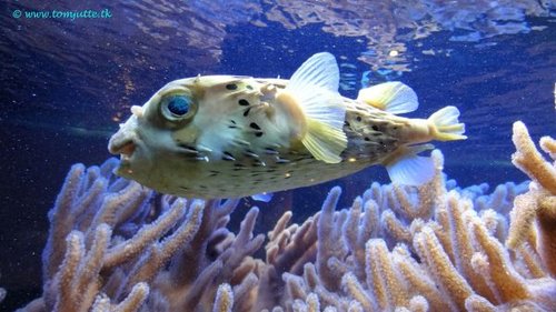 Hình minh họa từ blowfish - cá nóc