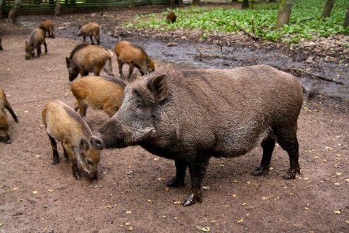 Hình minh họa từ boar - lợn rừng