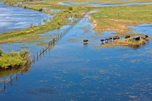 Hình minh họa từ buffalo - con trâu rừng / bò rừng bizon
