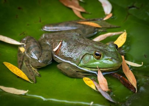 Hình minh họa từ bullfrog - ễnh ương / ếch bò