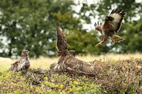Hình minh họa từ buzzard - chim ó / chim kền kền nhỏ