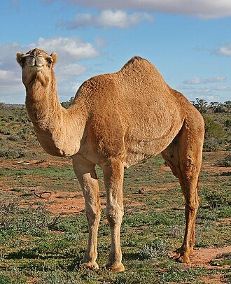 Hình minh họa từ Camel - Lạc đà
