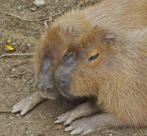 Hình minh họa từ capybara - chuột lang nước khổng lồ