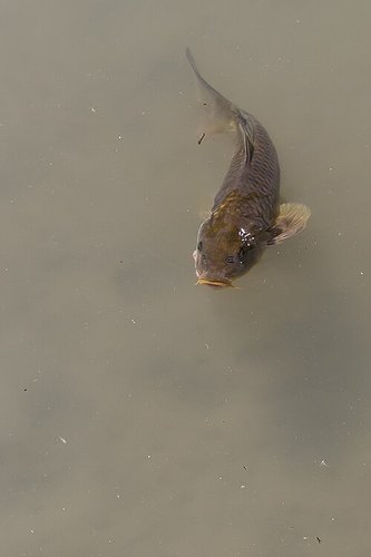 Imagen de carp - carpa