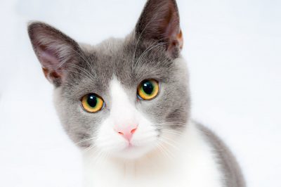 Hình minh họa từ Cat - Con mèo