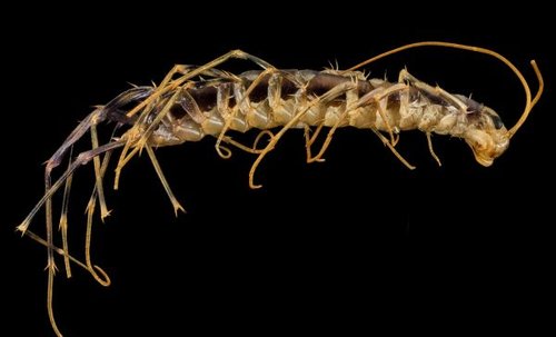Hình minh họa từ centipede - con rết