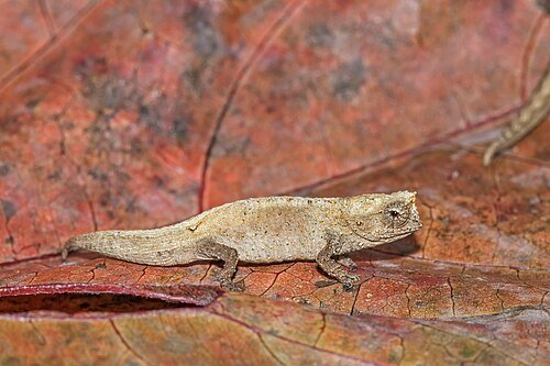 Hình minh họa từ Chameleon - Tắc kè hoa, kỳ nhông đổi màu