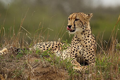 Hình minh họa từ Cheetah - Báo săn, loài báo đốm châu Phi