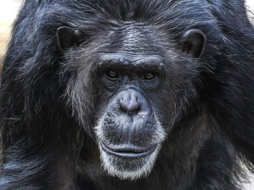 Hình minh họa từ Chimpanzee - Tinh tinh
