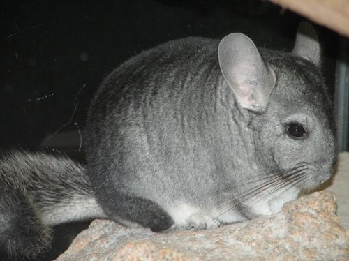 Hình minh họa từ chinchilla - sóc chuột sin-si-la