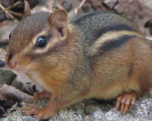Hình minh họa từ chipmunk - sóc chuột kẻ sọc
