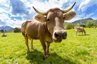 Hình minh họa từ Cow - Con bò
