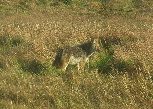 Hình minh họa từ coyote - chó sói đồng cỏ