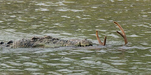Hình minh họa từ Crocodile - Cá sấu