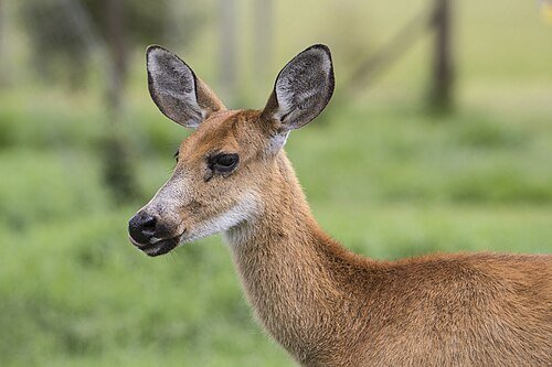 Hình minh họa từ Deer - Con hươu, nai