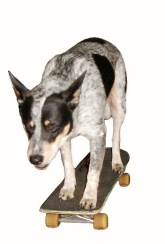 Hình minh họa từ dingo - chó hoang dingo Úc