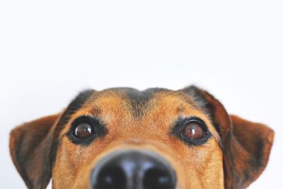 Hình minh họa từ Dog - Con chó