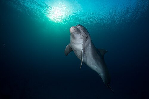 Hình minh họa từ Dolphin - Cá heo