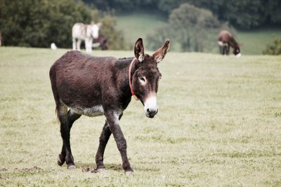 Imagen de Donkey - Burro