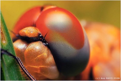 Hình minh họa từ dragonfly - chuồn chuồn