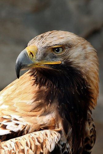 Hình minh họa từ Eagle - Chim đại bàng