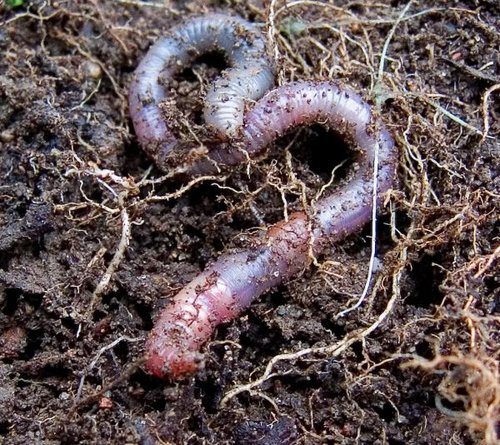 Hình minh họa từ earthworm - giun đất
