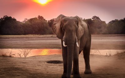 Hình minh họa từ Elephant - Con voi
