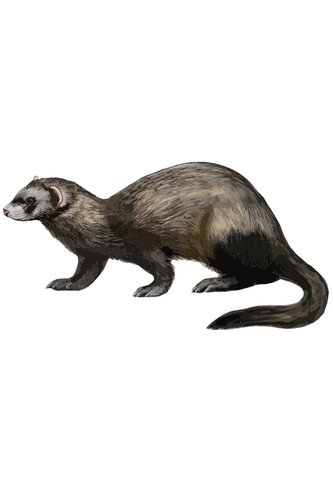 Hình minh họa từ ferret - chồn sương ferret