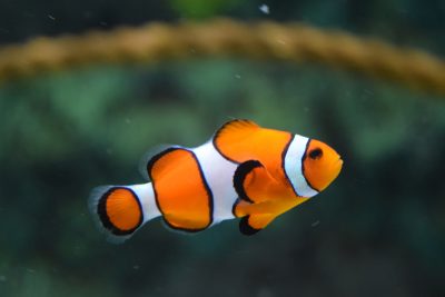 Hình minh họa từ Fish - Con cá