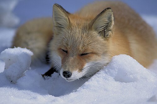 Hình minh họa từ Fox - Con cáo
