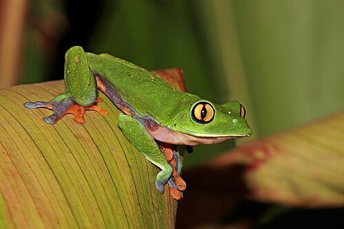 Hình minh họa từ Frog - Con ếch