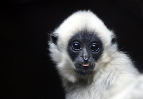Hình minh họa từ gibbon - vượn tay dài