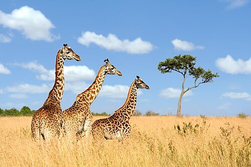 Hình minh họa từ Giraffe - Hươu cao cổ