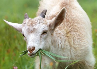 Imagen de Goat - Cabra