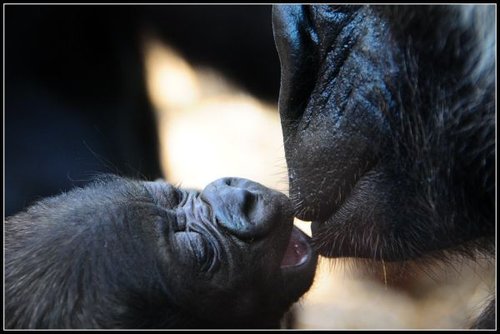 Hình minh họa từ Gorilla - Khỉ đột gorilla