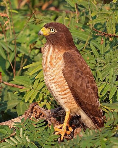 Hình minh họa từ Hawk - Chim diều hâu