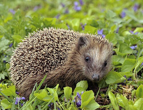 Hình minh họa từ Hedgehog - Con nhím gai nhỏ