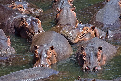 Hình minh họa từ Hippopotamus - Hà mã