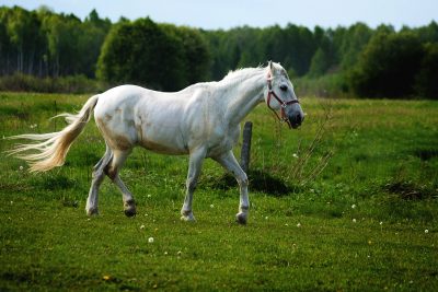 Hình minh họa từ Horse - Con ngựa