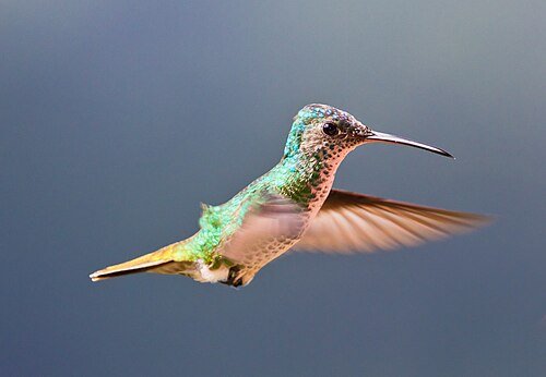 Imagen de Hummingbird - colibrí