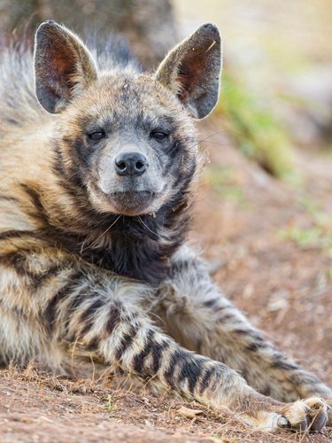 Hình minh họa từ Hyena - Linh cẩu